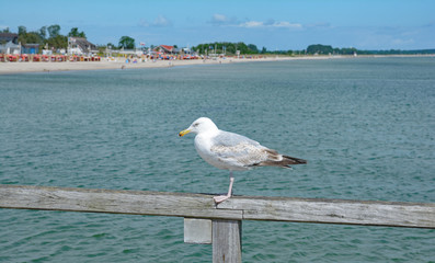 Sommer an der Ostsee in Schleswig-Holstein,Deutschland