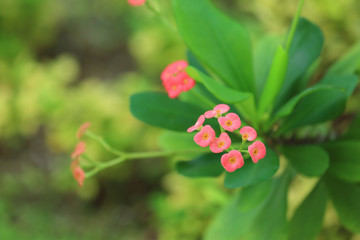 Beautiful tropical flowers outdoors, closeup