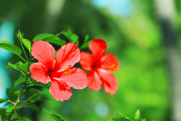 Beautiful tropical flowers outdoors