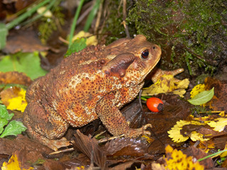 rospo comune (Bufo bufo) - ritratto