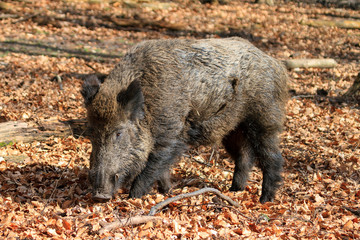 Naklejka na ściany i meble Beautiful wild boar (Sus Scrofa) in national park Het Aardhuis at the Hoge Veluwe in the Netherlands