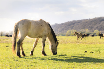 Konik horses (Equus ferus caballus) in national park de Blauwe Kamer in Wageningen, the Netherlands 