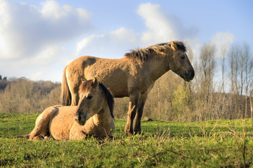 Konik horses (Equus ferus caballus) in national park de Blauwe Kamer in Wageningen, the Netherlands 
