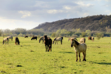 Konik horses (Equus ferus caballus) in national park de Blauwe Kamer in Wageningen, the Netherlands 