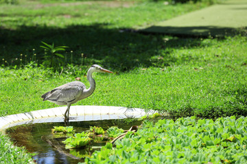 Exotic bird in artificial pond on sunny day