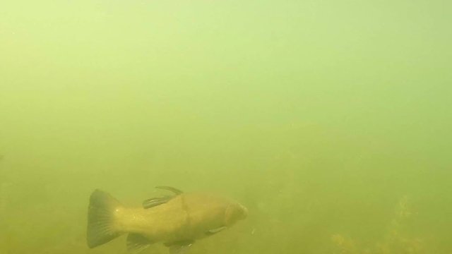 The Tench or Doctor Fish - Tinca tinca. Underwater footage from fish pond. 