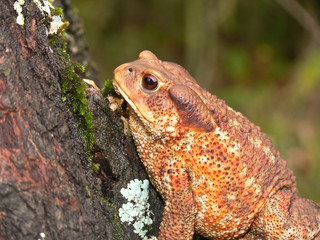 rospo comune (Bufo bufo) - ritratto