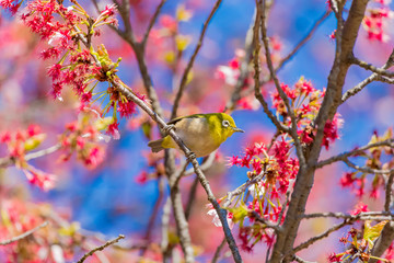 The Japanese White-eye and cherry blossoms. Located in Tokyo Prefecture Japan.