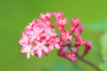 Beautiful small pink flowers against a green background in the garden in spring