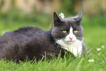 Naklejka na ściany i meble Chubby obese fluffy cute cat with a daisy on her head being beautiful in the garden