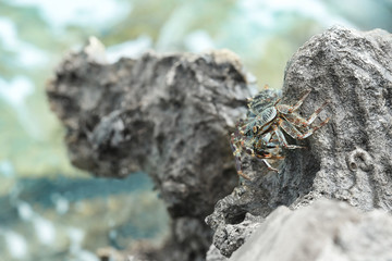 Small crab on rock at sea resort