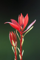 Beautiful close up of a garden plant with red leaves on a dark background 