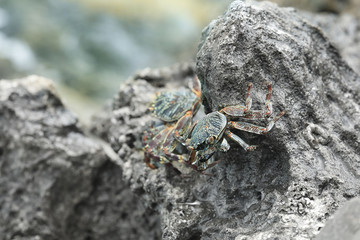 Small crabs on rock at sea resort