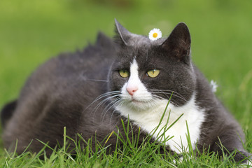 Chubby obese fluffy cute cat with a daisy on her head being beautiful in the garden