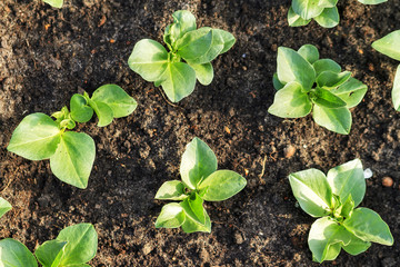 Home grown fresh green lettuce (Lactuca sativa) in the ground in spring