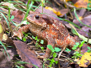 rospo comune (Bufo bufo) - ritratto nel bosco