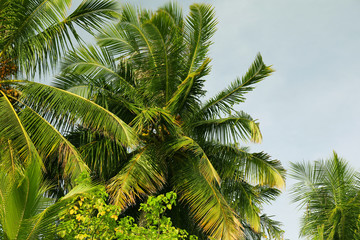 Green tropical trees against blue sky