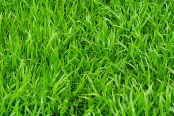 Obraz premium Green grass texture background