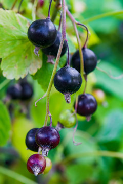 Ripe black currant berries on a bush closeup, summer landscape, vertical