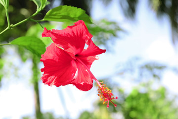 Beautiful tropical flower outdoors
