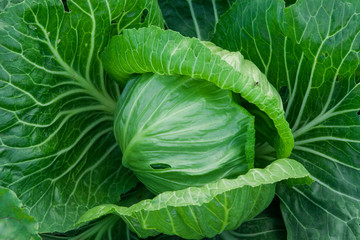 Obraz premium Garden plants, a vegetable, a head of green cabbage in the garden,