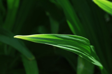 Green leaf of tropical plant outdoors, closeup