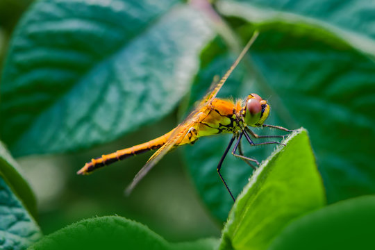 Insect yellow dragonfly sits on a green leaf