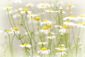 Delicate chamomile flowers on a meadow on a summer day colorful floral background