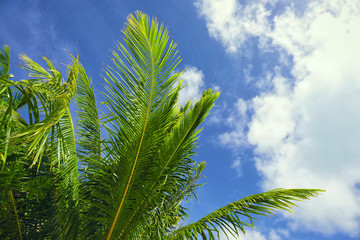 Leaves of tropical coconut palms against blue sky