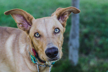 Obraz premium brown dog