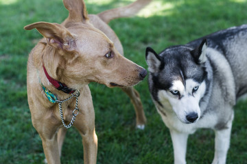 brown dog with husky
