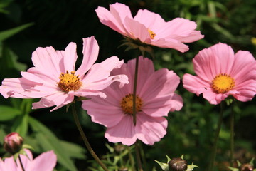 Fototapeta premium Blume Geschenk