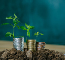 Money growing in soil, business success concept