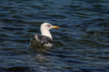 Schwimmende Möwe auf dem Meer