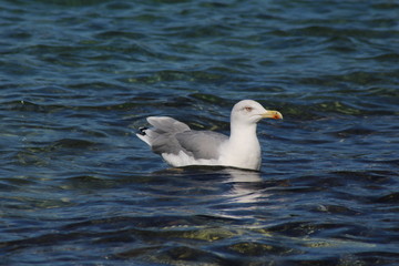 Schwimmende Möwe auf dem Meer