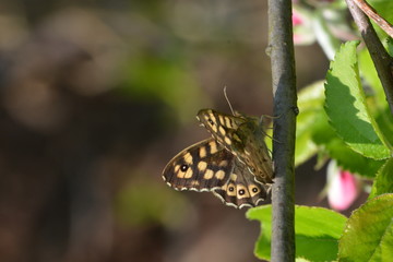 Speckled wood butterfly or Pararge Aegeria
