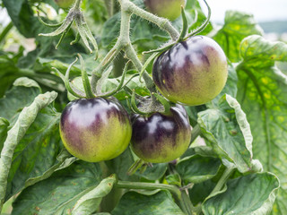 Schwarze Tomaten Pflanze