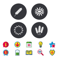 Agricultural icons. Gluten free or No gluten signs. Wreath of Wheat corn symbol. Calendar, Information and Download signs. Stars, Award and Book icons. Light bulb, Shield and Search. Vector