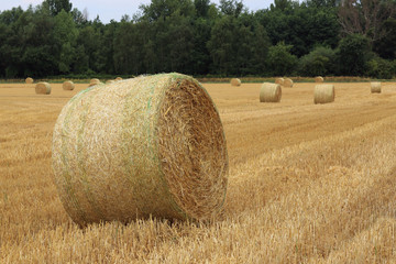 Fototapeta na wymiar Roll from the straw in the field