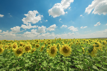view of a field of sunflowers