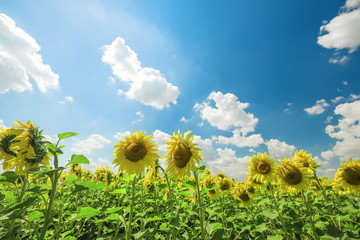 view of a field of sunflowers