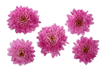 Pink chrysanthemums