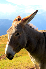 Fototapeta premium Âne en balade