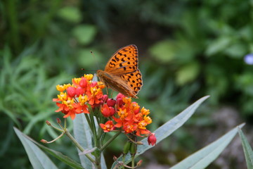 Schmetterling
