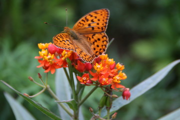 Obraz premium Schmetterling