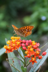 Schmetterling