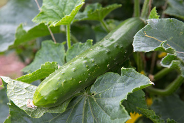 Cucumber growing in garden.