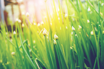 Group Green Spring Bulbs of Onions on Bed