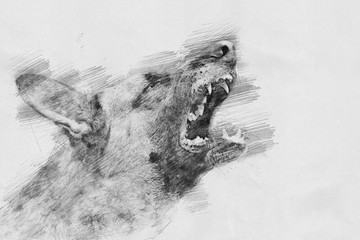 Angry dog. Sketch with pencil