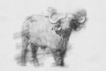 Buffalo sketch